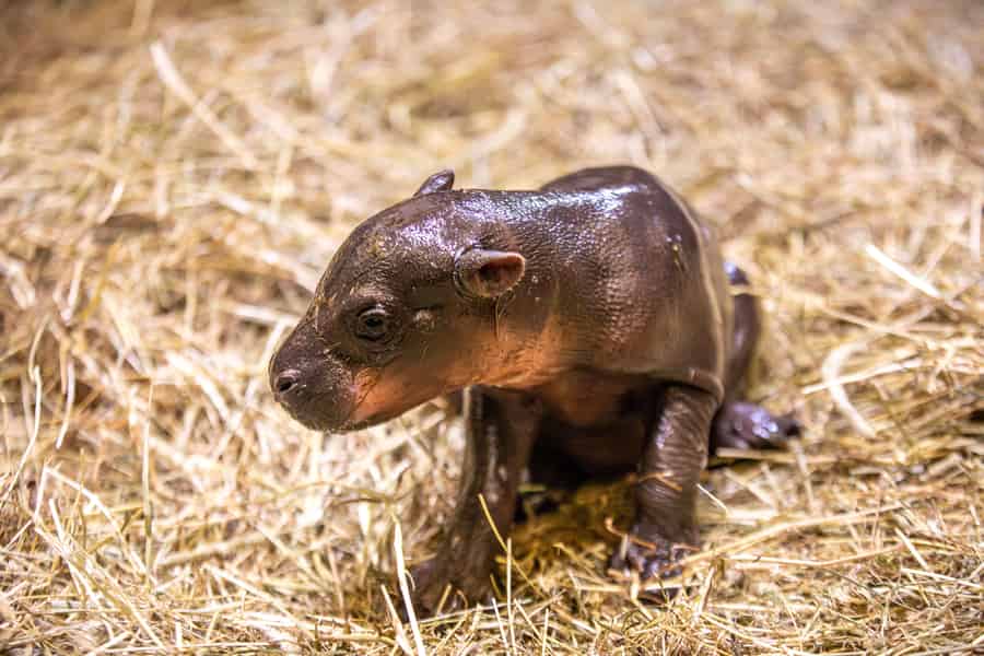 Eintrittskarte für den Zoo von Edinburgh. Foto: GetYourGuide