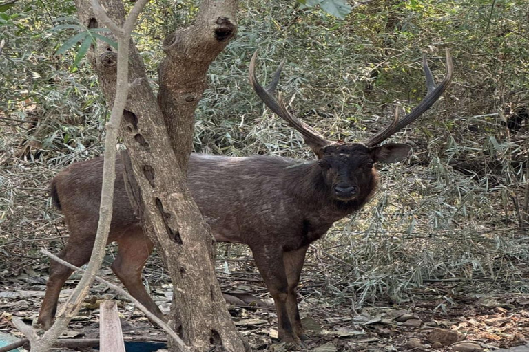 Mumbai: Kanheri Caves Guided Tour Kanheri Caves+Temple+Village+Tiger safri ( pickup & drop)
