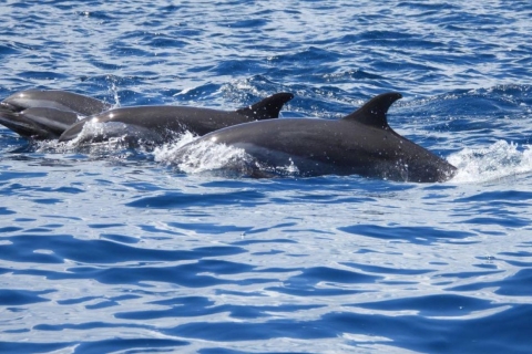 Martinica: Crucero de medio día con delfines y volcán