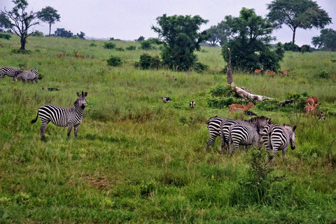 Dar es Salaam: 3-Day Mikumi National Park Safari with Meals