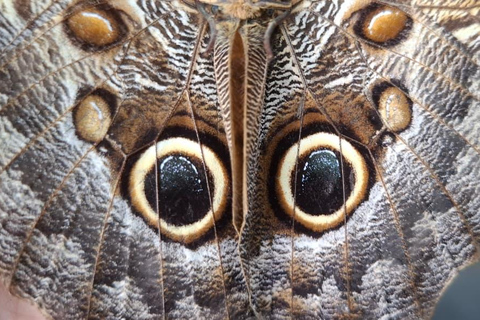 Boquete Butterfly House: Panama's Largest Butterfly Exhibit