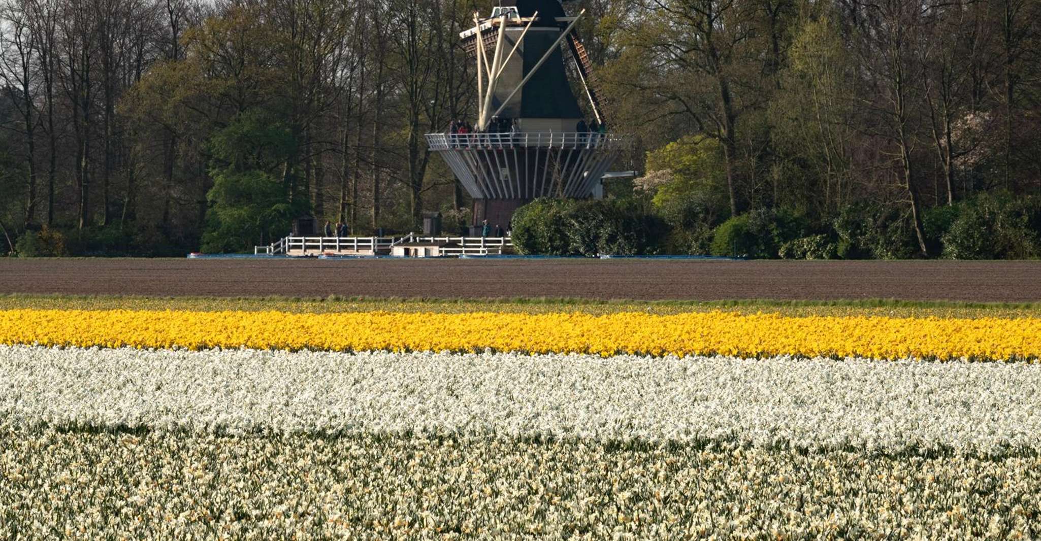 Amsterdam: Day Tour Keukenhof and Zaanse Schans Windmills photo 19