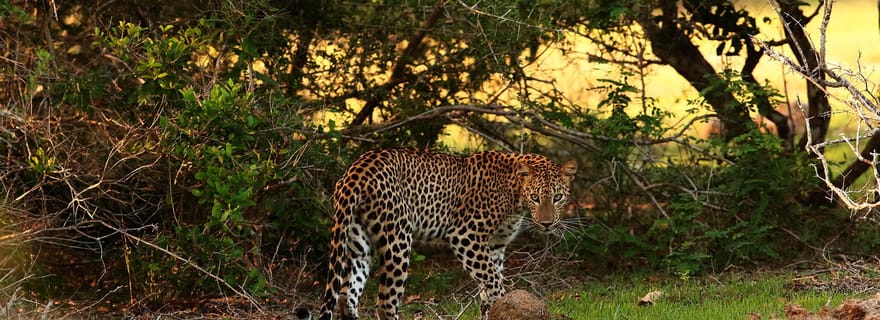 Au départ d'Anuradhapura : Journée entière à Wilpattu's Wild Wonders - Privé