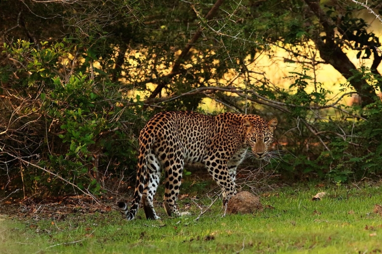 Desde Negombo: Safari de día completo al Parque Nacional de Wilpattu + Comidas