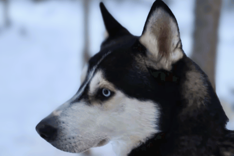Levi: Meet Reindeer and Visit Husky Kennel