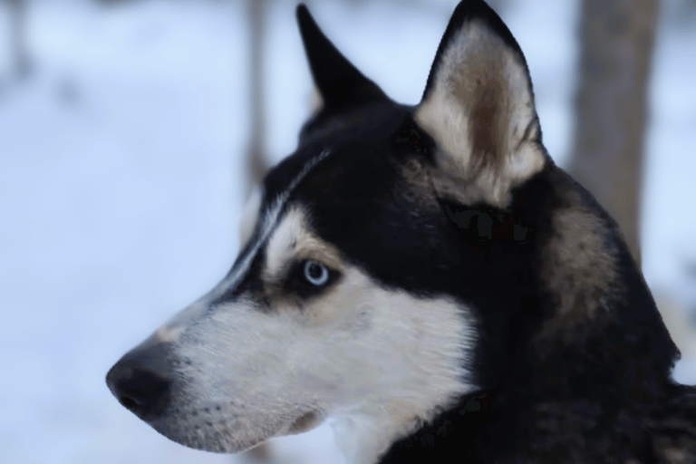 Levi: Meet Reindeer and Visit Husky Kennel