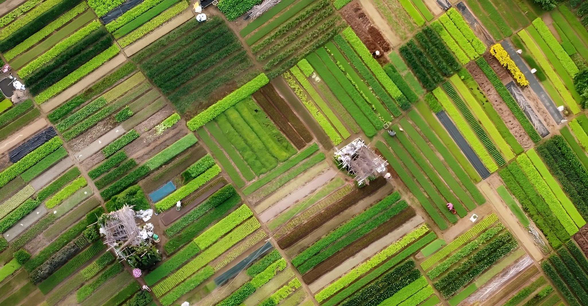 骑自行车的Tra Que Village蔬菜农场体验 - Housity