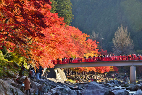 Nagoya: Autumn Korankei Gorge & Shikizakura Highlights Tour Shared Tour, Meet at Chubu Electric Power MIRAI Tower