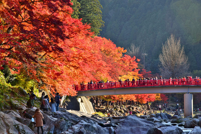 Nagoya: Autumn Korankei Gorge & Shikizakura Highlights Tour Shared Tour, Meet at Chubu Electric Power MIRAI Tower