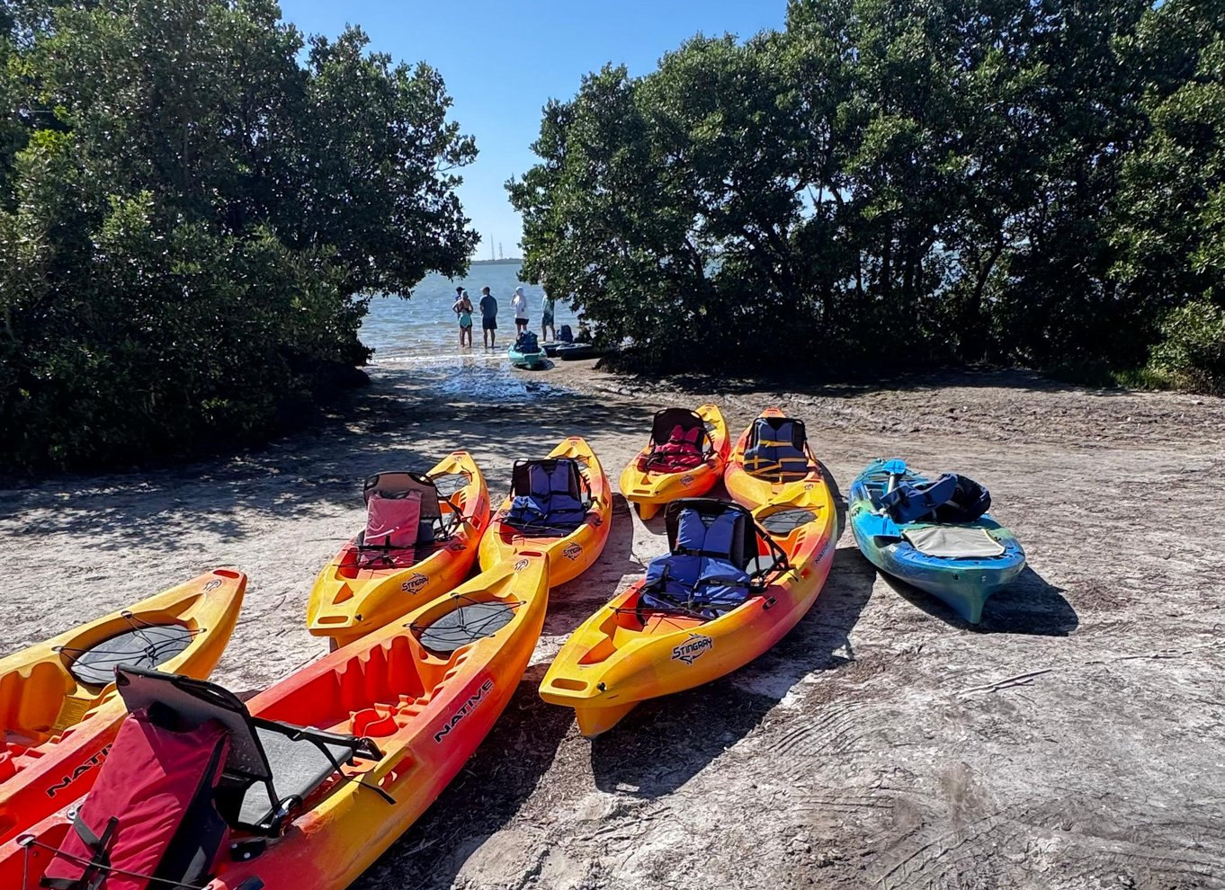 Tierra Verde: Shell Key Mangrove Privat guidet tur på 1,5 time