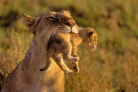 Nairobi: Safari guidato di 4 giorni ad Amboseli, Tsavo Ovest e Est