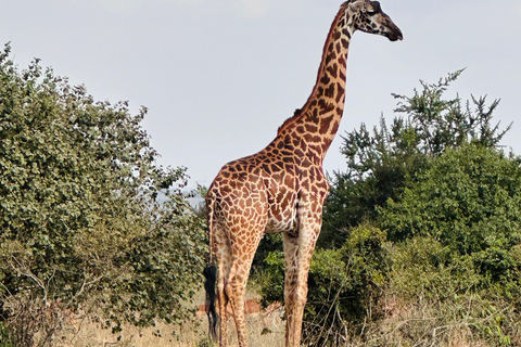 De Nairobi: Viagem de 1 dia ao Parque Nacional do Lago Nakuru