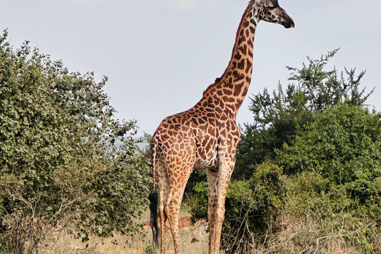 De Nairobi: Viagem de 1 dia ao Parque Nacional do Lago Nakuru