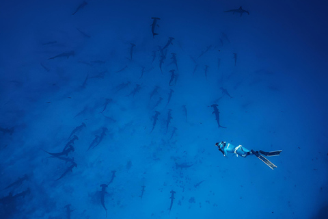 2 dias de mergulho em Santa Cruz - Ilhas Galápagos