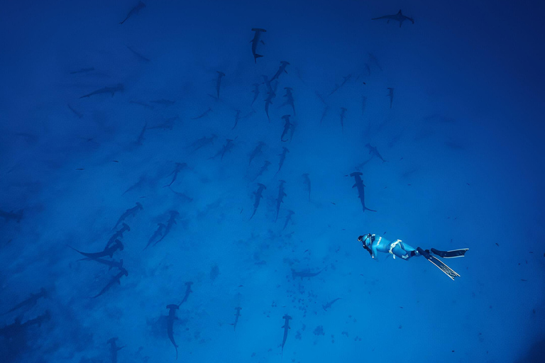 2 días de buceo en Santa Cruz - Islas Galápagos