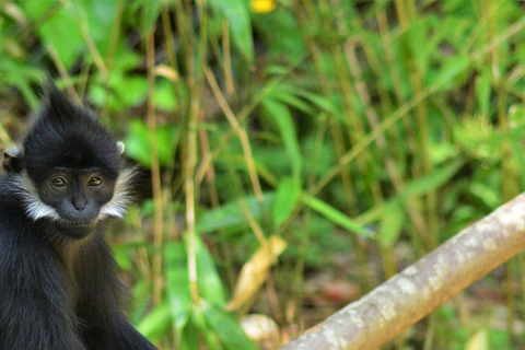 4 Day Primates Trekking in Rwanda