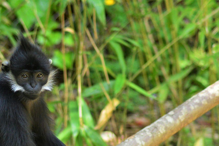 4 Day Primates Trekking in Rwanda