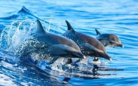 Zanzibar: 3 Hours Dolphin Trips at Kizimkazi