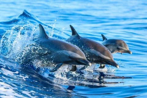 Zanzibar: 3 uur dolfijnentochtMet pick-up van zuidelijke hotels