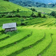 Sapa: One-Day Group Trekking Tour Sapa: One-Day Group Trekking Tour