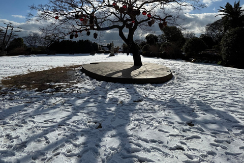 Jeju: Winter SouthWest Tangerine Pick, Snow, Camellia, Tour
