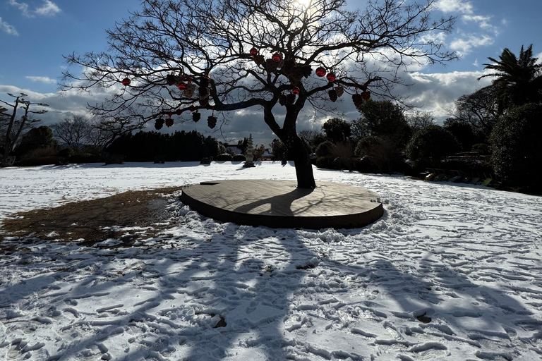 Jeju: Winter SouthWest Tangerine Pick, Snow, Camellia, Tour