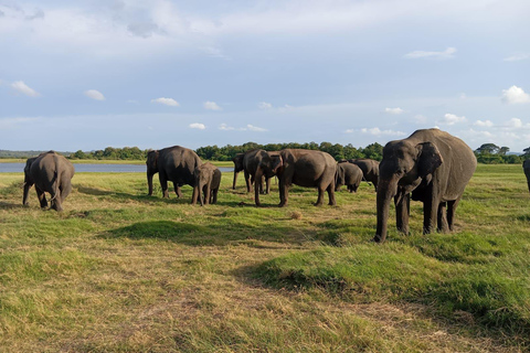 Minneriya : Safari matinal en jeep avec prise en charge à l&#039;hôtel