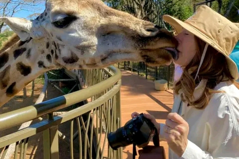 Nairobi: Guided Giraffes Centre & Karen Blixen Museum Tour. Nairobi: Karen Blixen Museum Guided Tour .