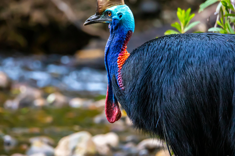 Cairns: 5-Day Guided Indigenous Kuku Yalanji Glamping Tour