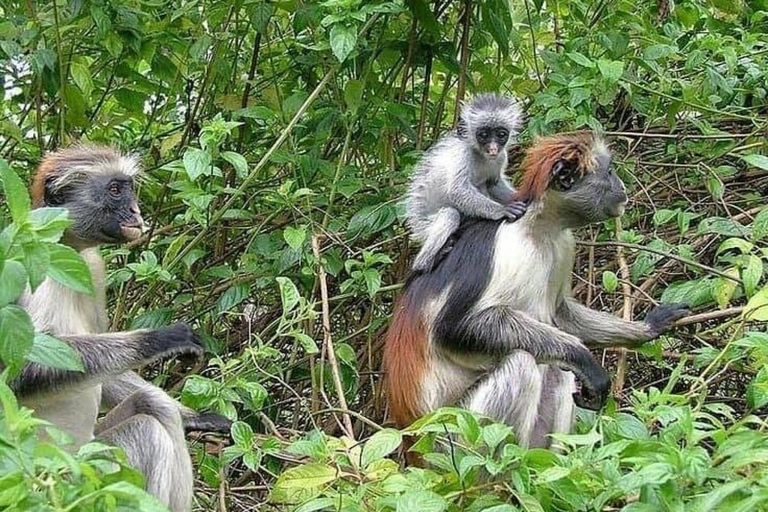 Zanzibar: Jozani Forest & Salaam Cave + Pickup & Entry fees Private Group: with Hotel Pickup from ALL HOTELS in Zanzibar