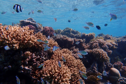 Hurghada: Golfinhos, snorkeling e passeio de iate à ilha de Magawish