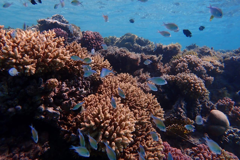 Hurghada: Golfinhos, snorkeling e passeio de iate à ilha de Magawish