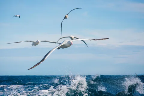Dunedin: Monarch - One Hour Wildlife Cruise