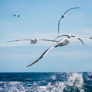 Dunedin: Monarch - One Hour Wildlife Cruise