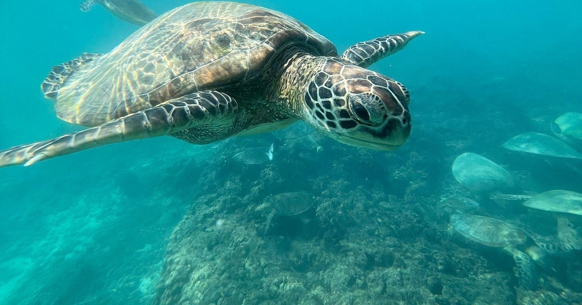 Snorkelling Tours to Daymaniyat islands | GetYourGuide