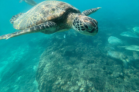 Excursions de plongée avec masque et tuba dans les îles Daymaniyat