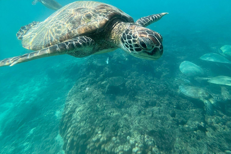 Passeios de mergulho com snorkel nas ilhas DaymaniyatExcursões de mergulho com snorkel para as ilhas Daymaniyat