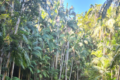 Partenza da Gold Coast : Tour di un giorno alla scoperta della montagna di Tamborine