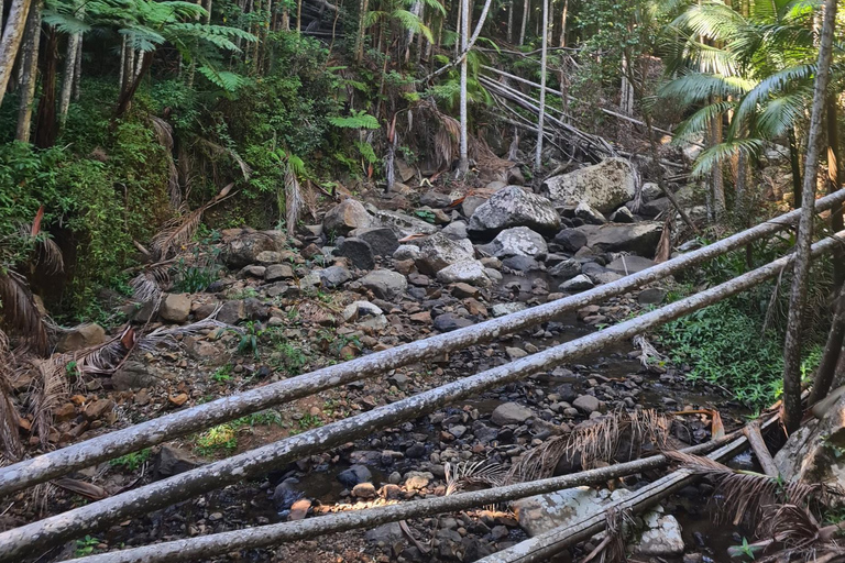 Partida de Gold Coast: Explora a excursão de um dia à Montanha Tamborine