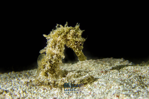 Minorque : baptême de plongée dans des eaux cristallines avec photosMinorque : Essayez la plongée sous-marine à Cala&#039;n Bosch