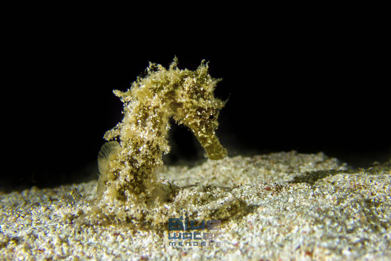Minorque : baptême de plongée dans des eaux cristallines avec photosMinorque : Essayez la plongée sous-marine à Cala&#039;n Bosch