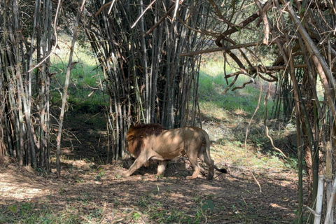 Safari en Jeep por la Vida Salvaje en Bannerghatta con Traslado Privado