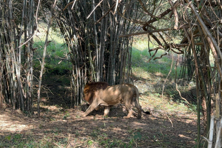Safari en Jeep por la Vida Salvaje en Bannerghatta con Traslado Privado