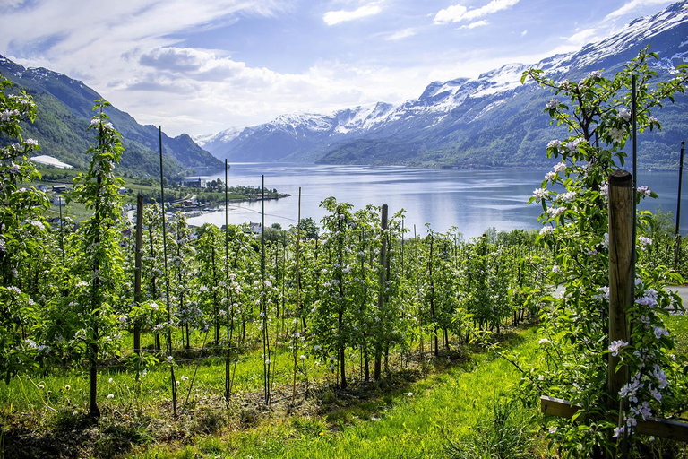 Scenic Hardanger Fjord, Waterfalls, and Orchards Day Trip