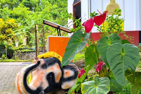 De Galle/Colombo : safari sur la rivière Madu et visite de l&#039;écloserie de tortues