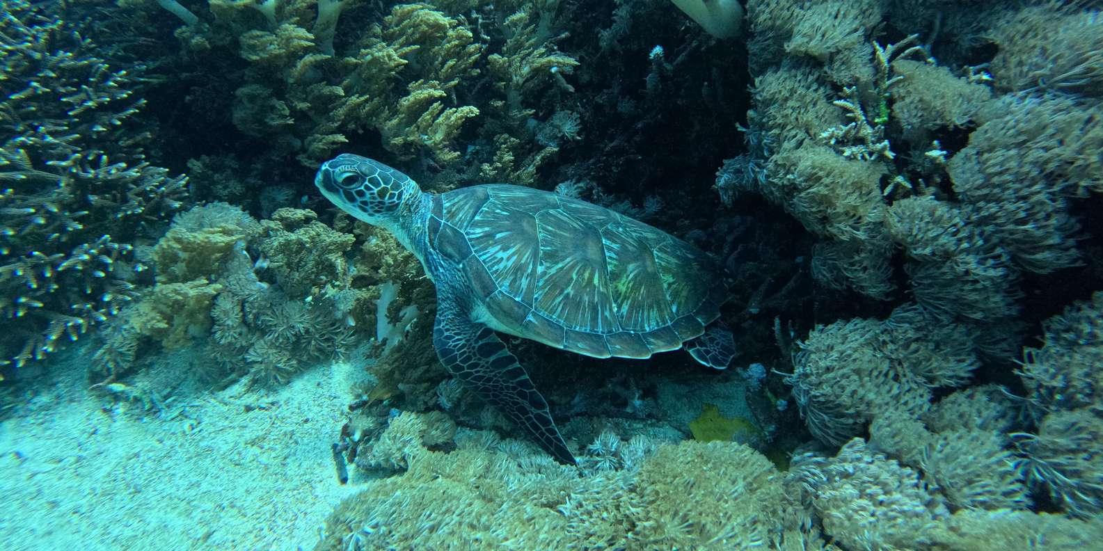 Nusa Penida: Snorkeling 3 Spots with GoPro & West Land Tour