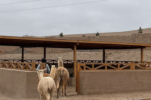 Lima: Private Tour of Barranco, La Herradura, and the Pachacámac Sanctuary