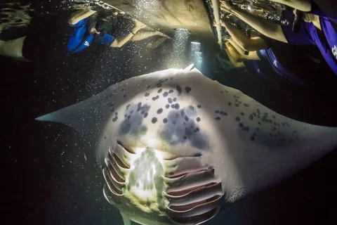 Kailua-Kona: Tour serale di snorkeling per l'avvistamento della manta