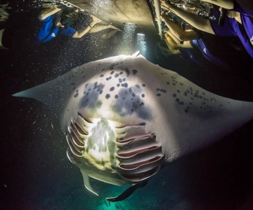 Kailua-Kona: Manta Ray Spotting Night Snorkeling Tour
