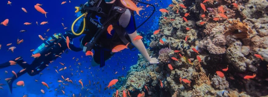 Charm el-Cheikh : croisière, snorkeling et plongée à Tiran avec déjeuner